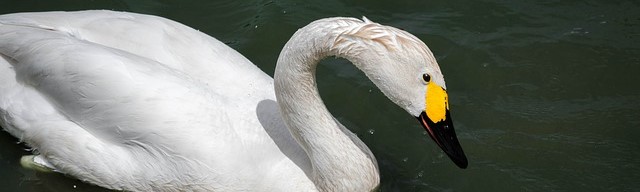 Slimbridge swan